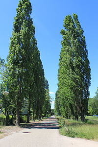 tree, roadway, road, pathway, path, sky, organic
