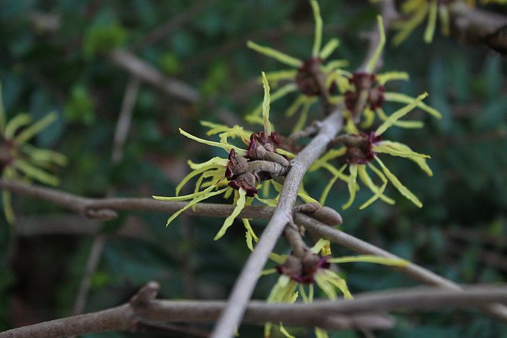 flowers, close, spring, plant