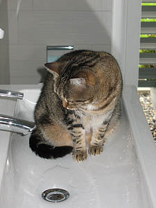 kat, nysgerrig, badeværelser, vand
