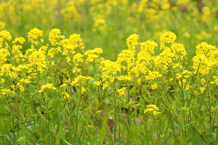 βιασμός άνθη, Κίτρινο, λουλούδια, τοπίο, Ιαπωνία, φυτό, φυσικό