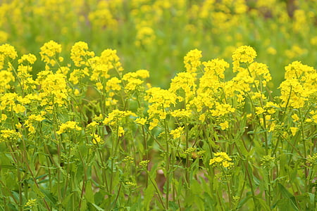 fiori di colza, giallo, fiori, paesaggio, Giappone, pianta, naturale