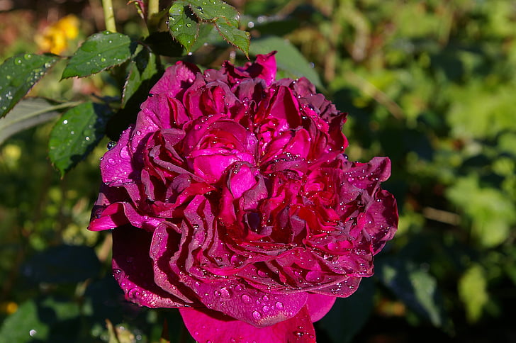 ökade, röd ros, doftande ros, rosenträdgården, Blossom, Bloom, Rosen blommar