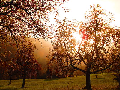 дерево, Солнце, Закат, abendstimmung