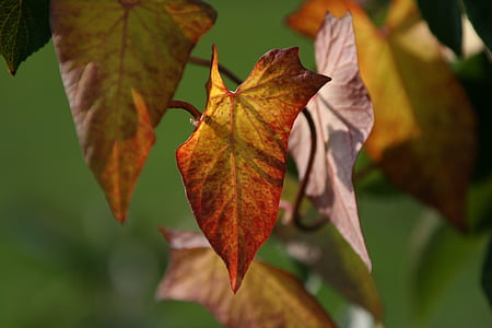 nastrój, liść, jesień, pozostawia, Kolorowanka, Kolor, Natura