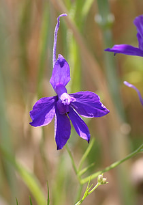 Acker-Rittersporn, Feldblume, Blüte, Bloom, violett