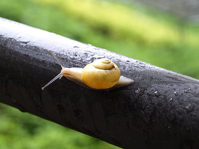 snail, mollusk, shell, spiral, slowly, slimy, crawl