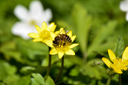 bee, yellow, spring, flower, insect, flowers