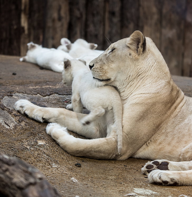 Lev, biely lev, Veľká mačka, Mane, oči, Príroda, wallpapper