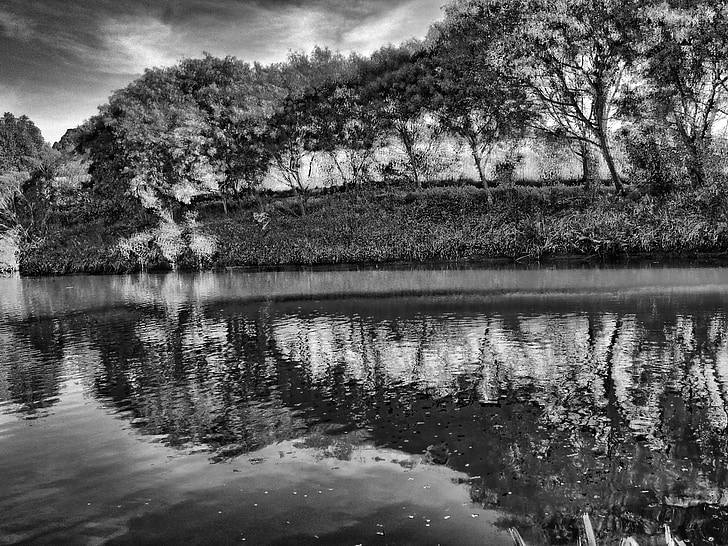 trees, black and white, nature, lake