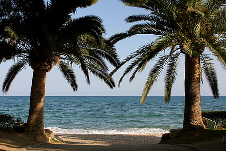 Meer, Palm, Strand, Urlaub, Sommer, Küste, schöner Strand