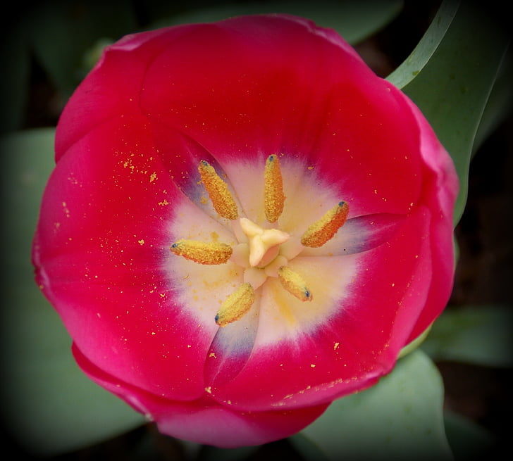 tulipano, primavera, fiore di primavera, rosso, giardino, fiori del giardino, sbocciato