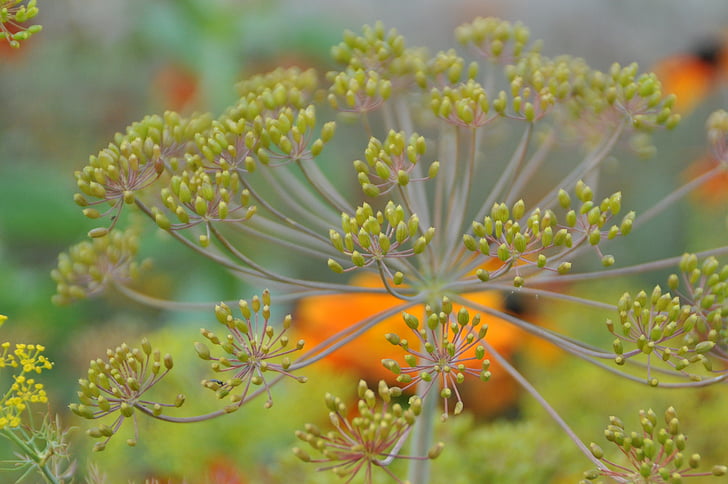 dill, blossom, bloom, spice, nature, dill blossom, yellow