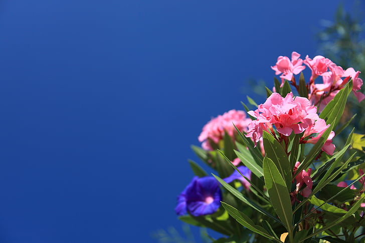 roze, blauw, petaled, bloemen, sluiten, schieten, achtergrond