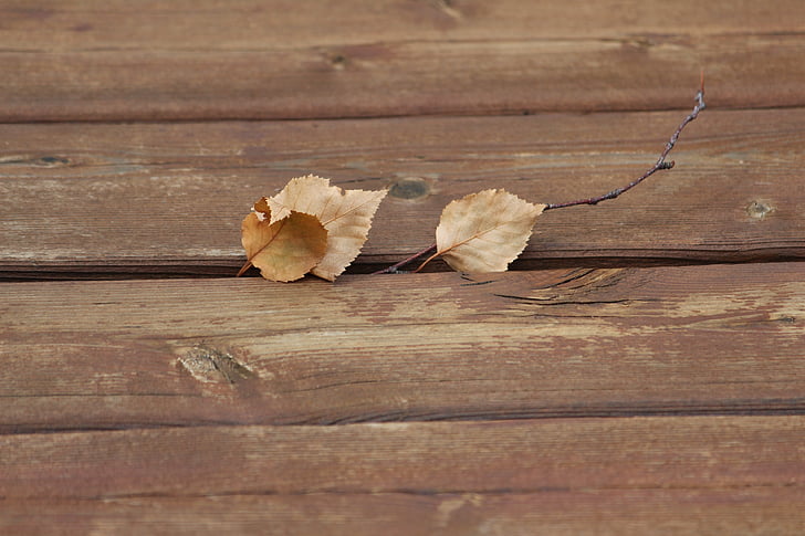 foglie secche, trama, legno, in legno, autunno, foglia, legno - materiale