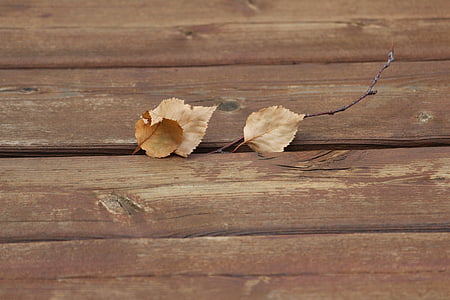 droge bladeren, textuur, hout, houten, herfst, blad, hout - materiaal