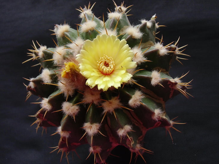 flower, cactus, flora, plant, nature, sting, south america