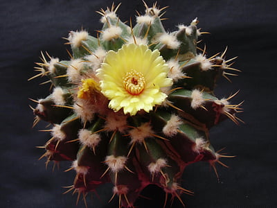 floare, Cactus, Flora, plante, natura, Sting, america de Sud