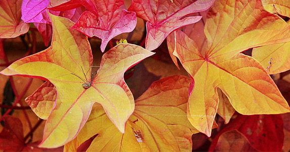 caída, hojas, rojo, hoja, temporada, naturaleza, follaje
