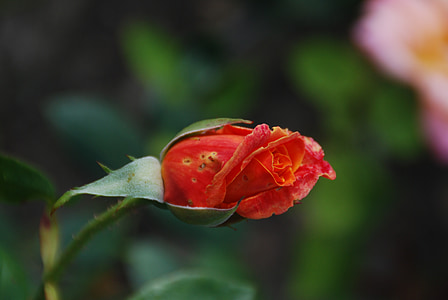 rosa, Bud, Fioriture Rose, primavera, giardino, piante da giardino, giardinaggio