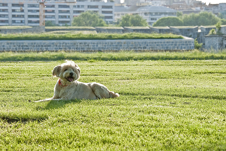 pet, dog, happy, funny, friend, grass