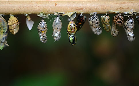 larvae, eclosion, cocoons, larva, insect larvae, macro, nature