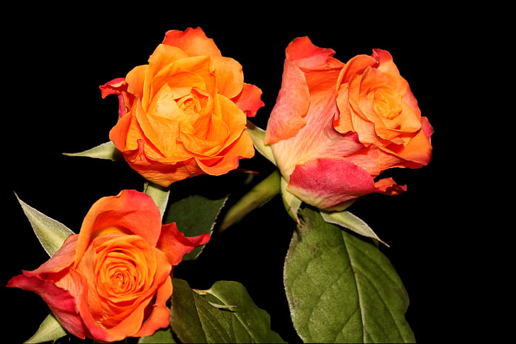 roses, flowers, multi coloured, orange rose, rose blooms