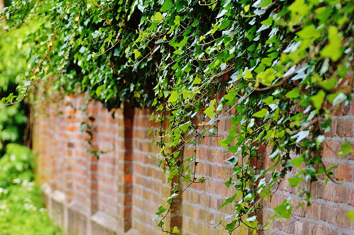 wall, climbing plants, ivy, green, plant, leaves, entwine