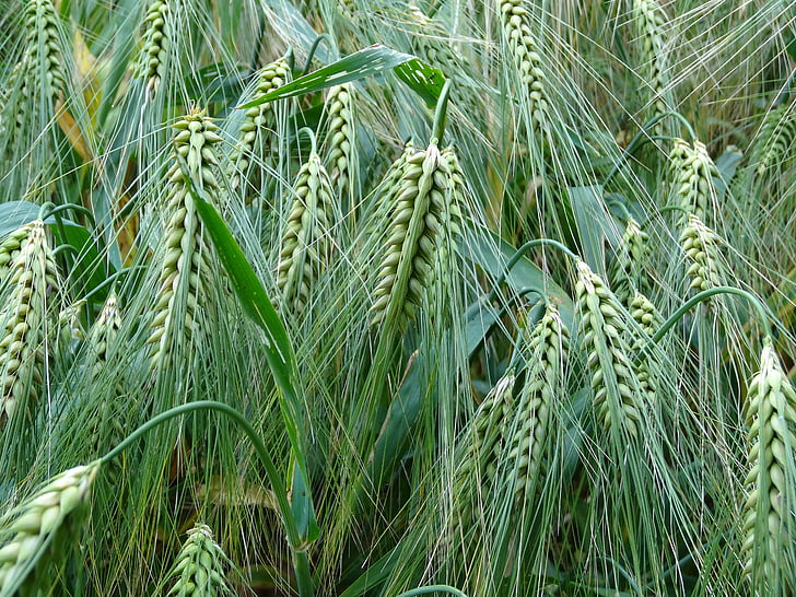 mieži, graudaugi, lauksaimniecība, pārtika, graudu, kukurūzas laukā, miežu lauks