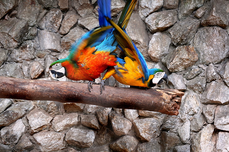 macaws nền tự nhiên, chim, đầy màu sắc, Arara canindé