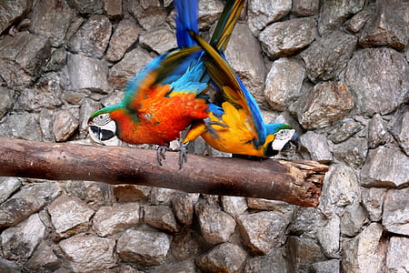 macaws doğal arka planda, kuşlar, renkli, Arara canindé