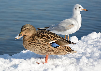 mallard, gull, duck, birds, winter, nature, animals