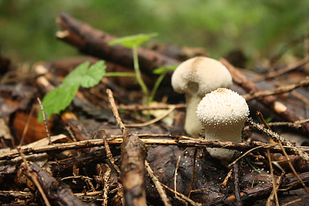 gljiva, gljive, bijeli, tlo, šuma, priroda, pützchen