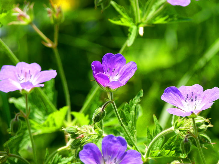 květ, Bloom, Příroda, detaily, závod, jaro, fialová