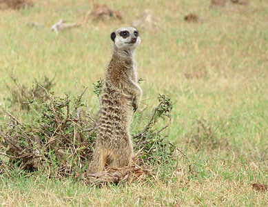 Meerkat, Sud Africa, Parco, natura, mammifero, animale, Attento