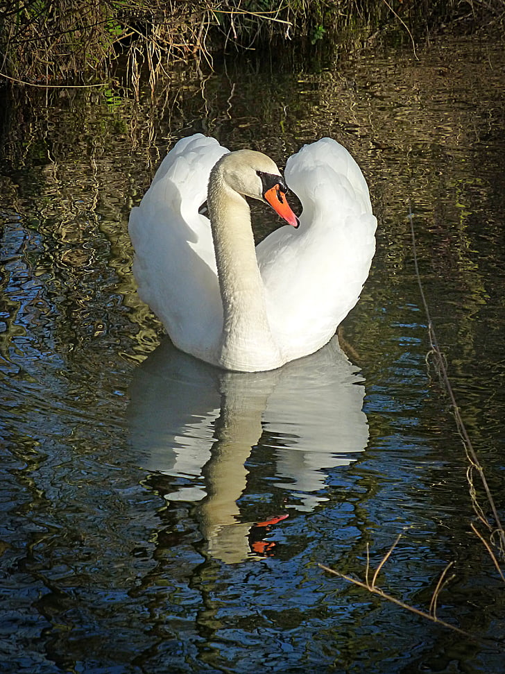 Swan, sjön, vatten fågel, vatten, svanhals, eleganta, spegelbild