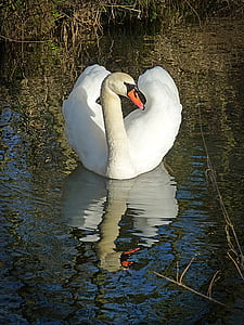 swan, lake, water bird, waters, gooseneck, elegant, mirror image