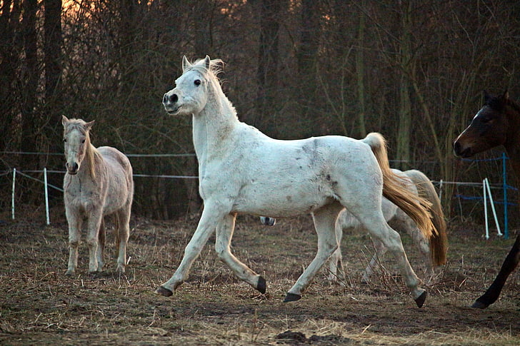 hest, mold, kveldslys, flokk, fullblods arabisk, beite, Afterglow