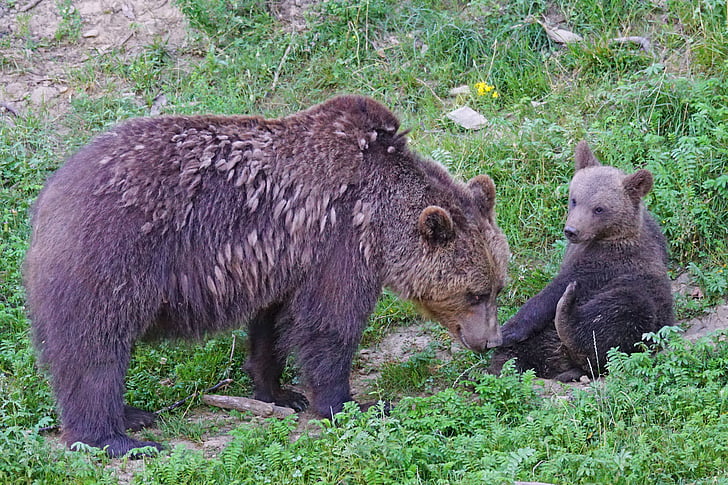 bear, mother, young, predator, teddy, mammals, dangerous