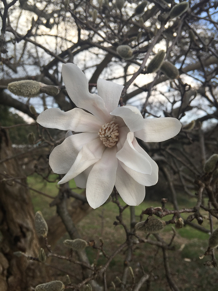 Magnolia, Blanco, flor, floración, planta, flores, árbol
