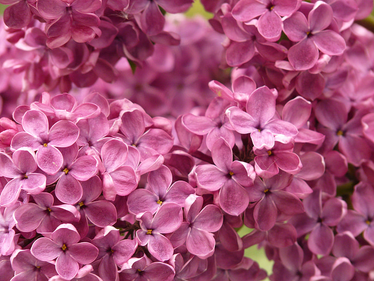 Lilac, thông thường tử đinh hương, cây bụi trang trí, Tổng thống Bush, thực vật, màu tím, Blossom