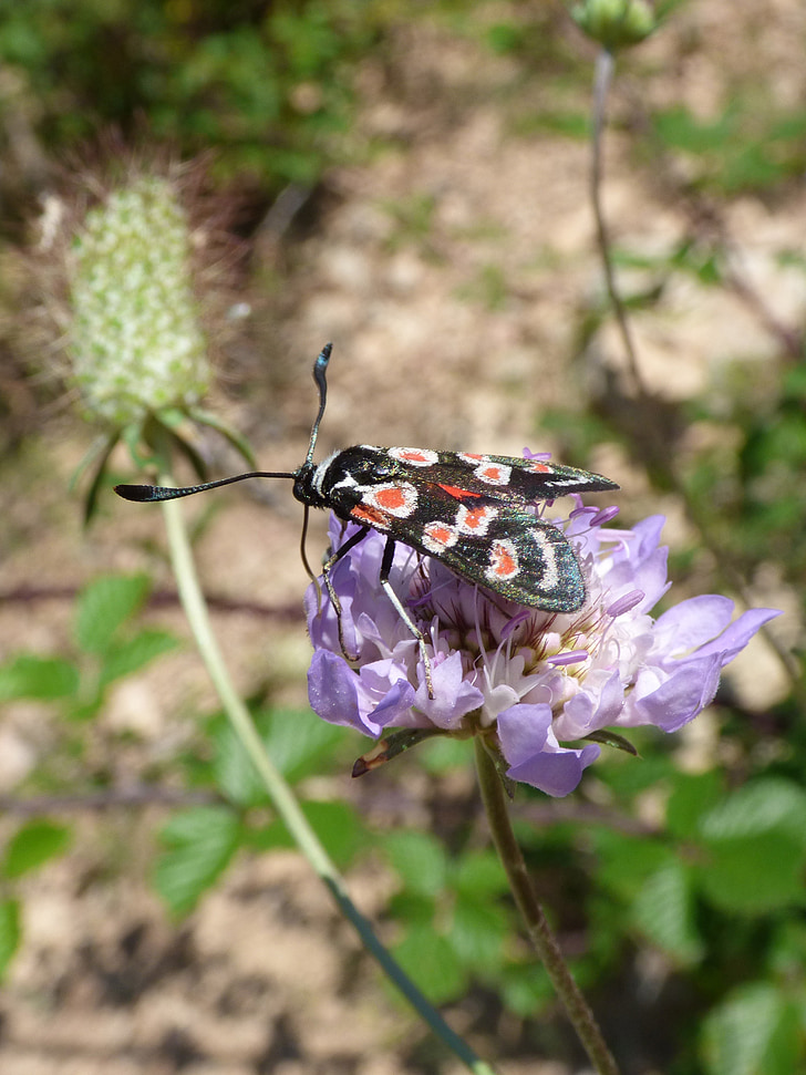 motýl, Zygaena filipendulae, gitaneta, Wild flower, LIBAR