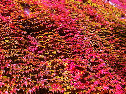 Virginia creeper, tricuspidata quinquefolia, Creeper, warna musim gugur