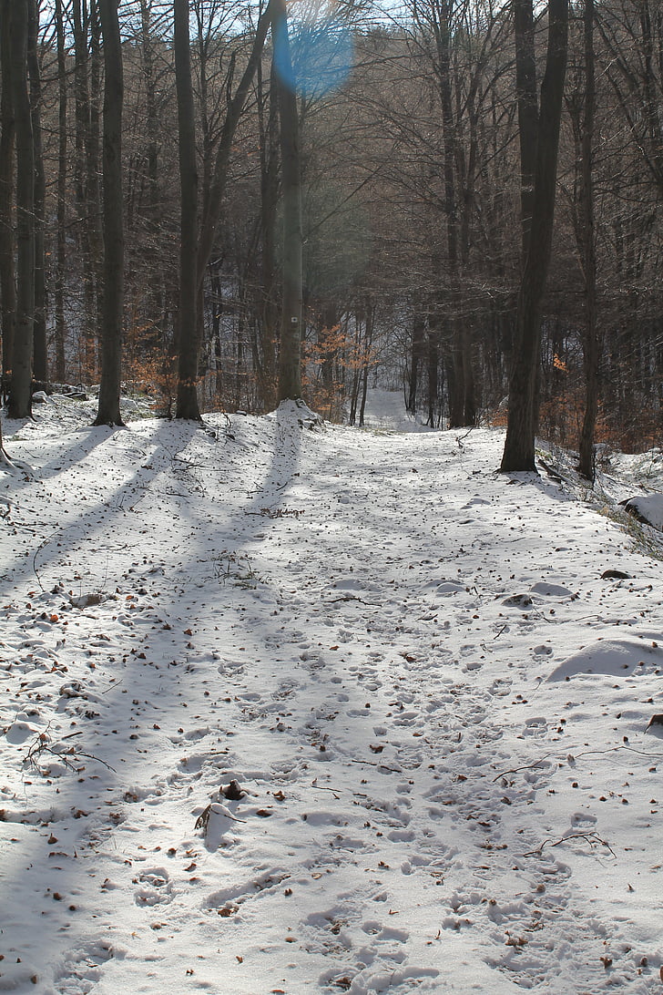 l'hivern, arbres, cobert de neu