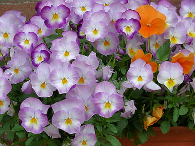 viooltjes, bloemen, Lila, lente, Tuin