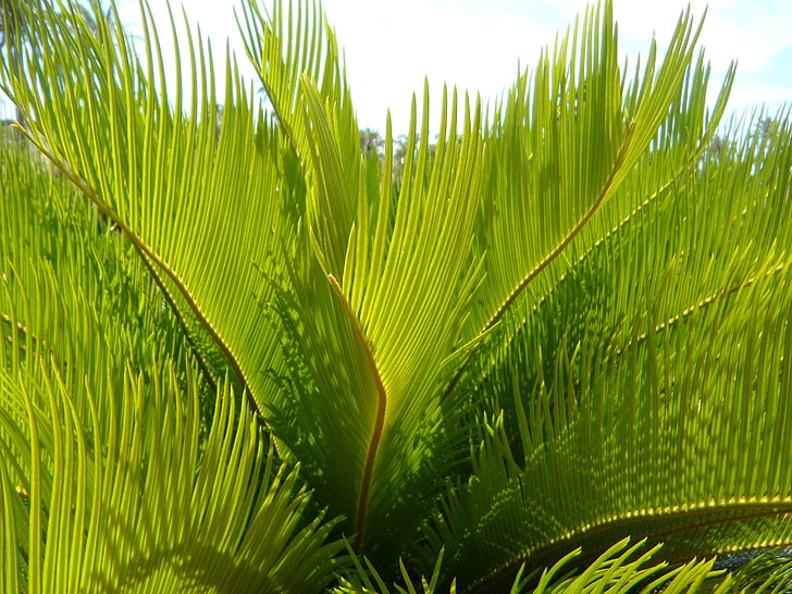 frondas da palma, detalhe, fechar, estrutura, textura, verde, planta