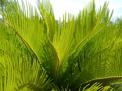 palmbladeren, detail, sluiten, structuur, textuur, groen, plant