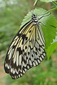 Stäng, fjäril, insekt, naturen, svart och vitt, mönster, Leaf