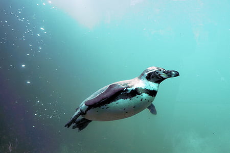 tučňák, voda, pták, plavání, zvíře, Humboldt, Bill