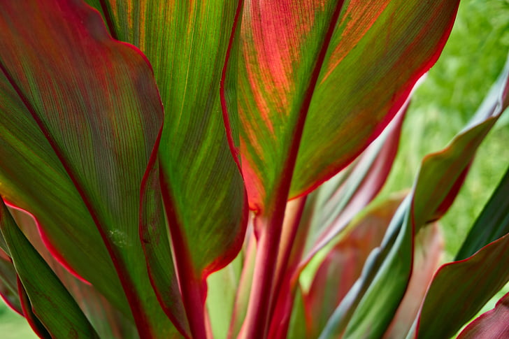 ti plant, red, green