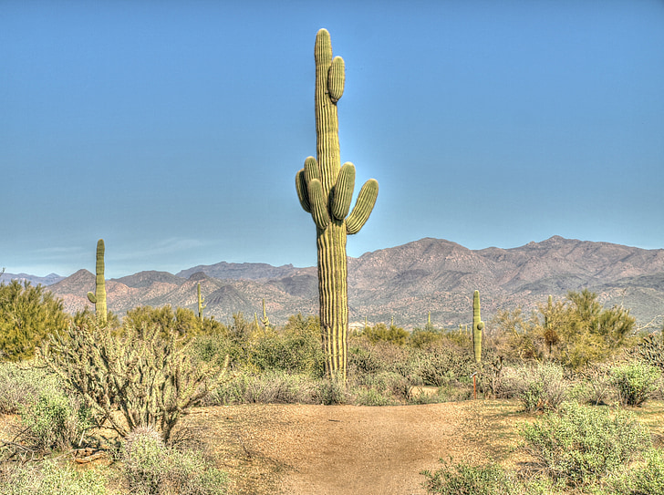 kaktus, Saguaro, ørkenen, Arizona, ørkenlandskap, sørvest, tørre